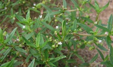 Bạch hoa xà thiệt thảo giải độc, tiêu viêm