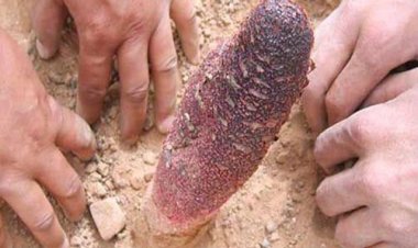 Nấm ngọc cẩu Loài thực vật ký sinh được sử dụng rộng rãi trong y học cổ truyền