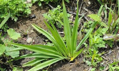 Cây sâm cau, sâm cau đỏ những công dụng tác dụng