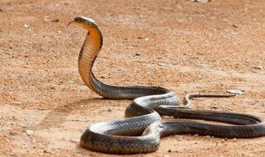Tại sao nọc rắn hổ mang là vua của các loại độc?