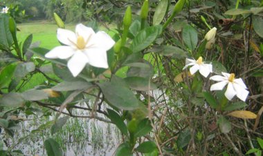 Cây dành dành và tác dụng của vị thuốc Chi tử