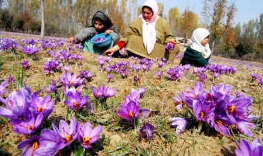 Tác dụng thực sự của loại gia vị đắt hơn vàng ròng