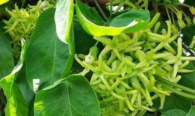 Hoa thiên lý hỗ trợ trị mất ngủ, bớt đi tiểu đêm