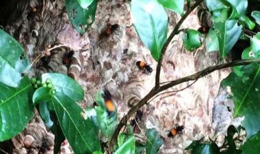 Một thanh niên 23 tuổi bị ong vò vẽ đốt tử vong