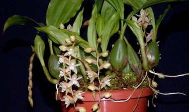 Loài hoa lan chữa viêm amidan, suy nhược thần kinh