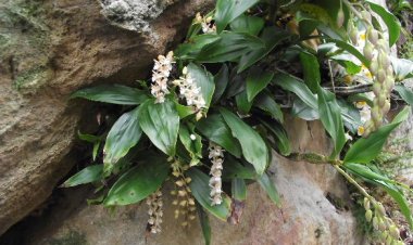 Cây Thạch tiên đào, Lan tục đoạn