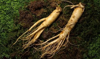 Đông y: Bài thuốc chữa chứng hư lao