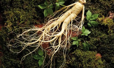 Câu hỏi hay: Người bệnh cao huyết áp có sử dụng được nhân sâm không ?