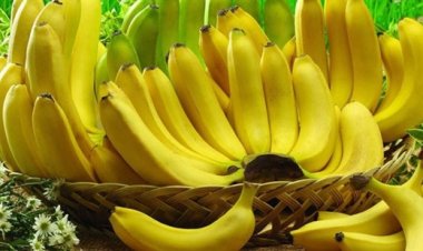 Cây thuốc trong vườn nhà: Chuối và những bài thuốc hay chữa bệnh