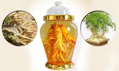 Rượu ngân cho Nam Giới: Rượu thuốc chữa liệt dương