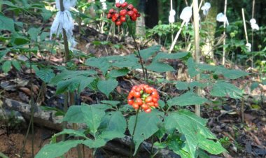 Cây thuốc quý hiếm: Cách sử dụng sâm ngọc linh để phát huy tác dụng tốt nhất