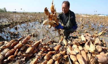 Cây thuốc vườn nhà: Chữa bệnh bằng lá sen và ngó sen