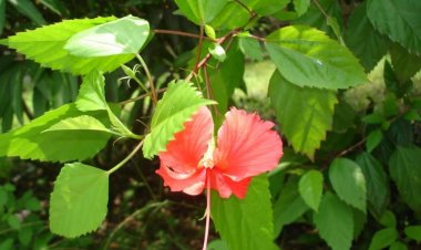 Cây thuốc quanh ta: Cây dâm bụt và bài thuốc chữa bệnh