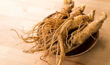 Hỏi đáp: Vì sao đau bụng không được uống nhân sâm?