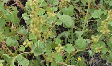 Cây thuốc chữa bệnh ngoài da: Ké đầu ngựa chữa bệnh ngoài da