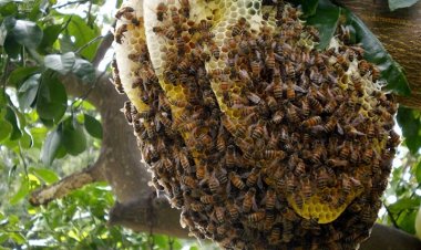 Kiến thức Mật Ong: Cách nhận biết mật ong nguyên chất và pha trộn