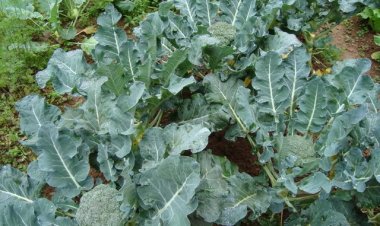 Lợi ích của bông cải xanh với sức khỏe