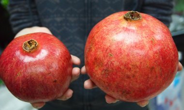 Lợi ích của quả lựu đối với sức khỏe