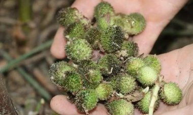 Bài thuốc hay: Cây thuốc, vị thuốc an, dưỡng thai