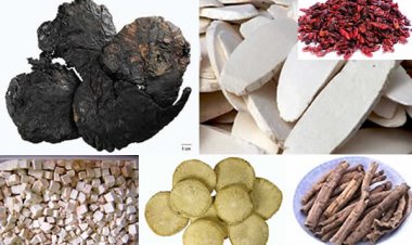 Vị thuốc đông y: Nguồn gốc một số tên vị thuốc