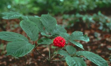 Cây thuốc quý hiếm: Sâm Ngọc Linh tốt cho người bị bệnh tiểu đường