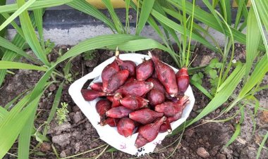 Sâm đại hành tác dụng và cách sử dụng để chữa bệnh