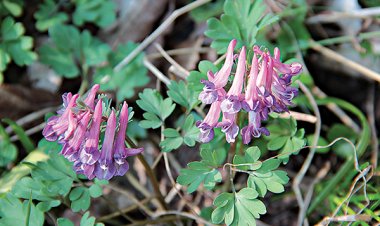 Bài thuốc đông y chữa bệnh: Vị thuốc giảm đau, phá huyết từ Huyền hồ