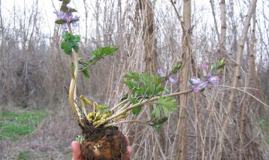 Huyền hồ hay Diên hồ sách - Corydalis ambigua Champ et Schlecht