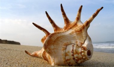 Vị thuốc đông y: Vỏ động vật dưới biển và những bài thuốc chữa bệnh