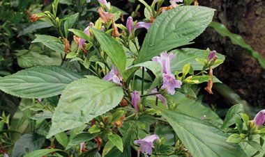 Cây thuốc quanh ta: Cây chàm mèo vị thuốc quý cho người bệnh ung thư