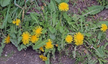 Cây bồ công anh Trung Quốc