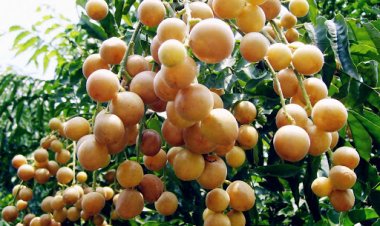 Cây thuốc quen thuộc: Quất hồng bì chữa bệnh