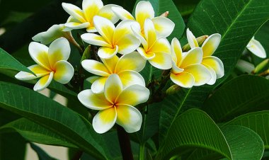 Hỏi đáp Thảo Dược: Công dụng chữa bệnh của hoa sứ