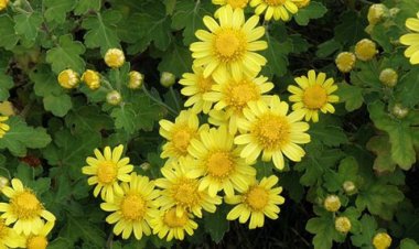 Cây Cúc Hoa Vàng - Chrysanthemum indicum L