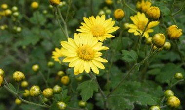 Trà Hoa cúc chống oxy hóa, kháng khuẩn, chống ung thư