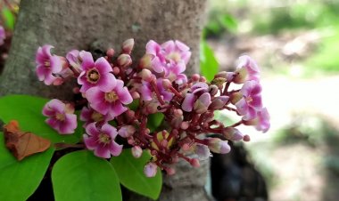 Những loài hoa có tác dụng chữa bệnh