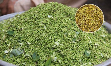 Bài thuốc đông y từ hoa: Hoa hòe thanh nhiệt tiêu viêm