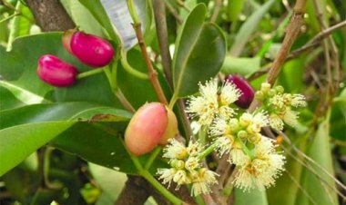 Thảo dược dân gian: Tác dụng của việc uống nước lá vối, nụ vối đối với sức khỏe