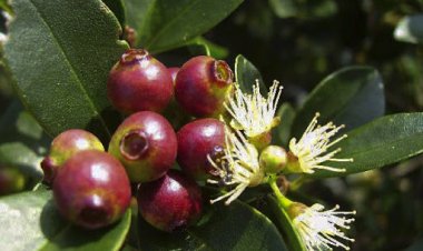 Thảo dược vườn nhà: 12 tác dụng uống nước lá vối với sức khỏe