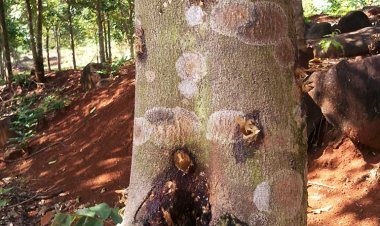 Cây Thuốc Quý: Vì sao trầm hương lại đắt hơn vàng và không phải ai cũng mua được?