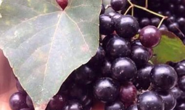 Cây Nho Lông, Nho tía, Nho năm góc, Nho Rừng có tác dụng gì
