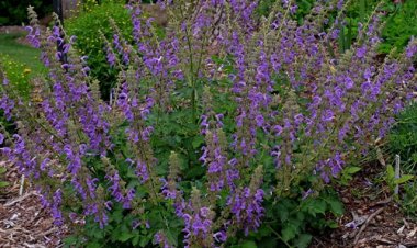 Cây Đan Sâm - Salvia Miltiorrhiza