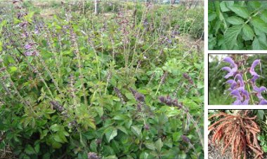 Vị thuốc đông y: Đan sâm 'thần dược' trị huyết bệnh