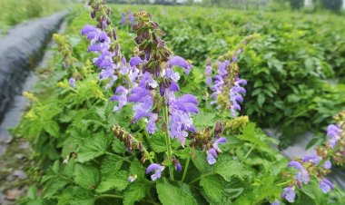 Công trình nghiên cứu:  Đan sâm (Salvia miltiorrhiza Bunge)