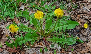 13 lợi ích sức khỏe tiềm ẩn của bồ công anh