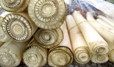 Lợi ích sức khỏe không ngờ của thân cây chuối