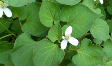 Cây thuốc trong vườn nhà: Những công dụng tuyệt vời từ rau diếp cá