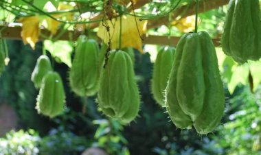 Cây thuốc trong Vườn Nhà: 10 lợi ích ấn tượng của quả su su