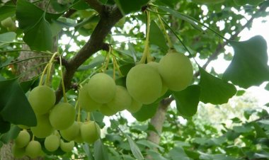 Cây Bạch Quả - Ginkgo Biloba