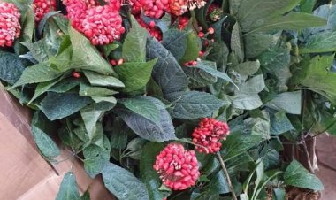 Cây Tam thất - Panax pseudoginseng Wall